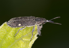 Rhinotia bimaculata