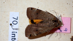 Noctua orbona