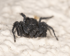 Stephanopis altifrons