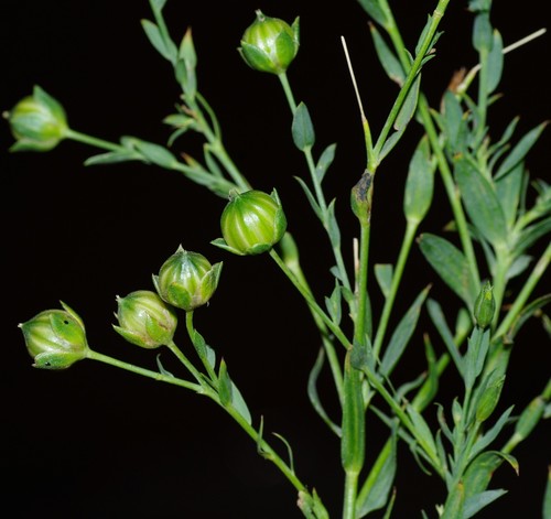 Linum usitatissimum image