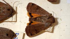 Noctua orbona