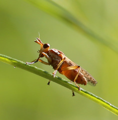 Dichetophora