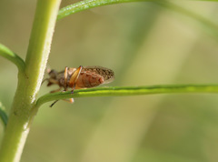 Dichetophora