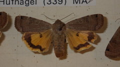 Noctua orbona