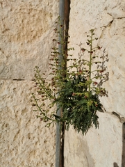 Scrophularia heterophylla