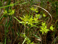 Bupleurum odontites
