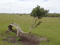Olearia traversiorum