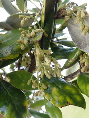 Olearia traversiorum