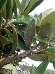 Olearia traversiorum