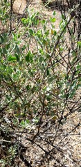 Chenopodium parabolicum