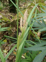 Carex ventosa