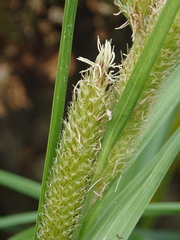 Carex ventosa