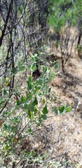 Chenopodium parabolicum