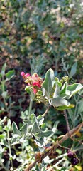 Chenopodium parabolicum