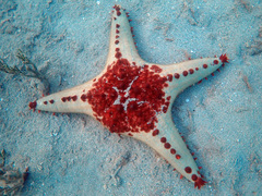 Pentaceraster alveolatus