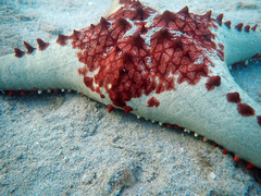 Pentaceraster alveolatus