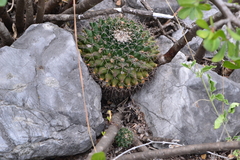 Mammillaria melanocentra melanocentra