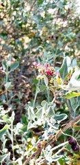 Chenopodium parabolicum