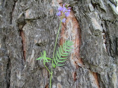 Astragalus danicus