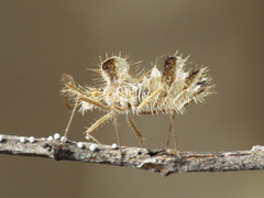 Phyllomorpha laciniata