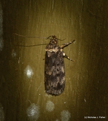 Barea ebenopa