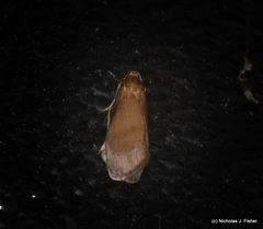 Lambula obliquilinea