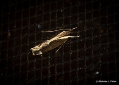 Chaliniastis astrapaea