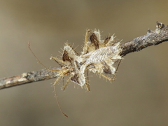 Phyllomorpha laciniata