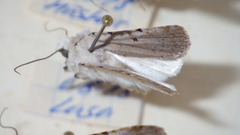 Chersotis margaritacea