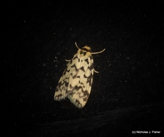 Goniosema anguliscripta