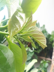 Amata huebneri