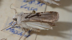 Chersotis margaritacea