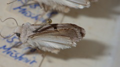 Chersotis margaritacea