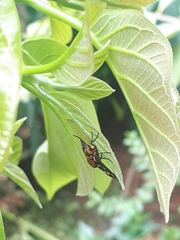 Amata huebneri