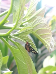 Amata huebneri