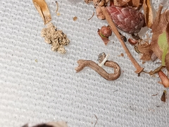 Peribatodes rhomboidaria