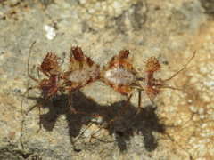 Phyllomorpha laciniata