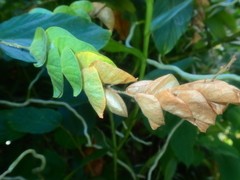 Flemingia strobilifera