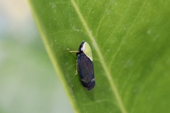 Tartessini