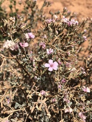 Frankeniaceae