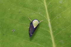 Tartessini