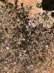 Frankeniaceae