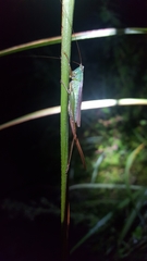 Conocephalus exemptus