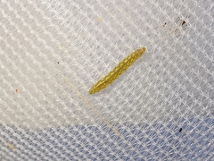 Bucculatrix bechsteinella