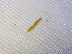 Bucculatrix bechsteinella