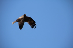 Milvus migrans lineatus