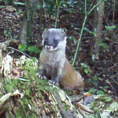 Mustela itatsi