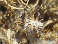 Phyllomorpha laciniata