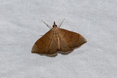 Lamprophaia albifimbrialis