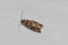 Lobesia transtrifera